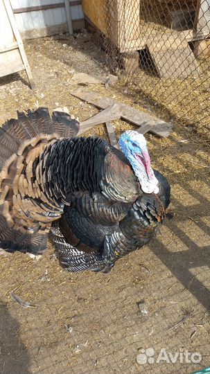 Индюк, индейка