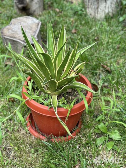 Агавы шикарные в горшке