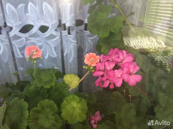 Герань винная с горшком