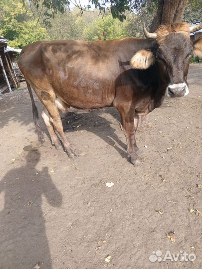 Корова стельная дойная