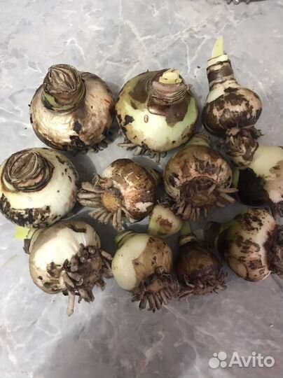 Луковица амариллиса минерва