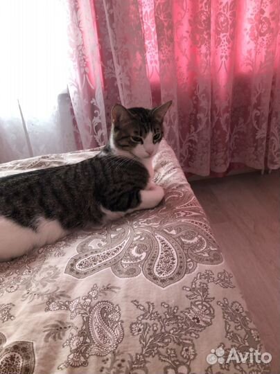 Котик