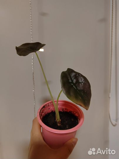 Алоказия купера ред сикрет