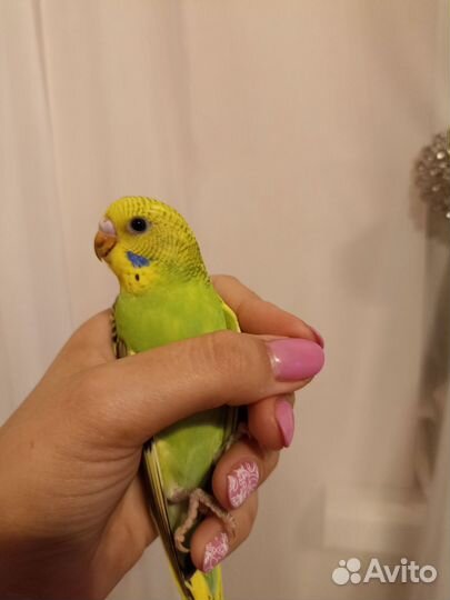 Волнистый попугай