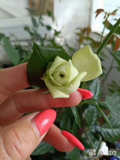 Роза зелёная грин ти