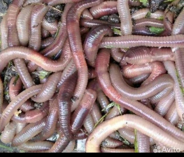 Черви для рыбалки