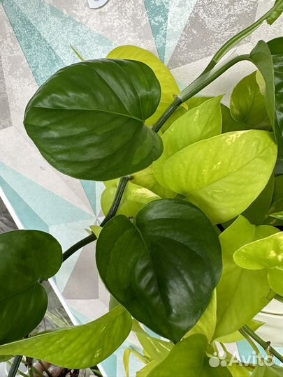 Сциндапсусы и эпипремнумы