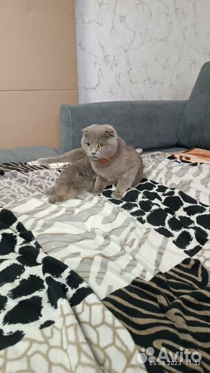Вислоухие котята
