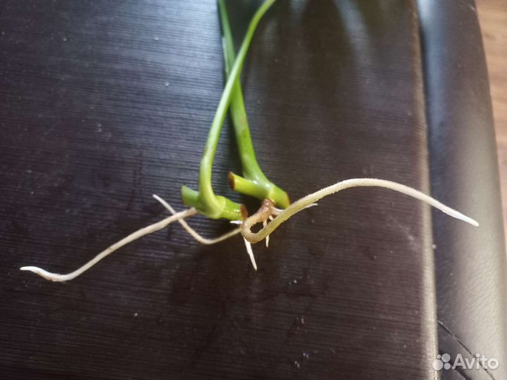 Монстера Манки маск