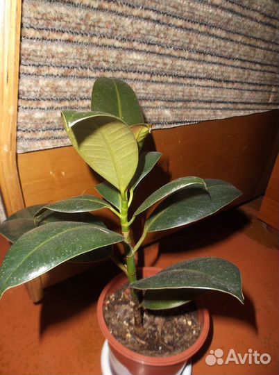 Фикусы и другие комнатные