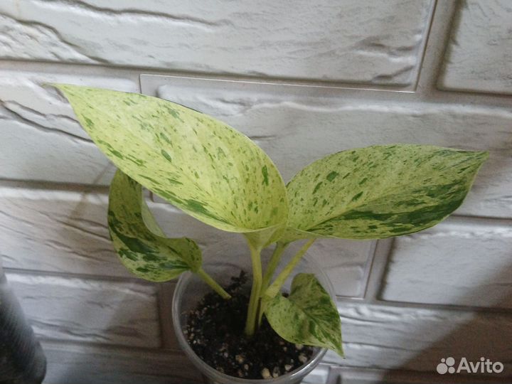 Сциндапсусы,Педилантус