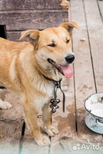 Рута в добрые руки