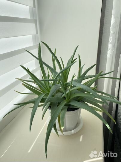 Алоэ и Каланхоэ