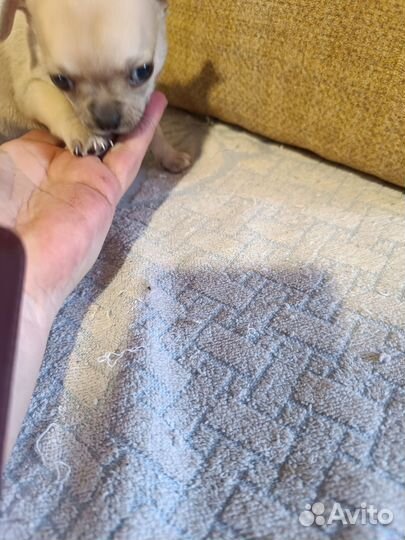 Щенки чихуахуа мини гладкошерстные