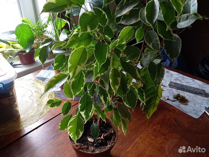 Фикус Бенджамина,Спатифиллум, розетки фиалок