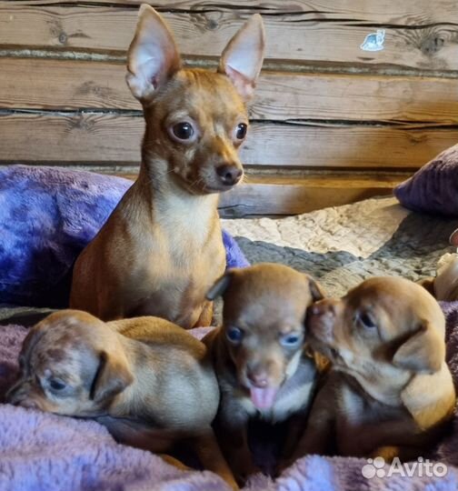 Мини той-терьер