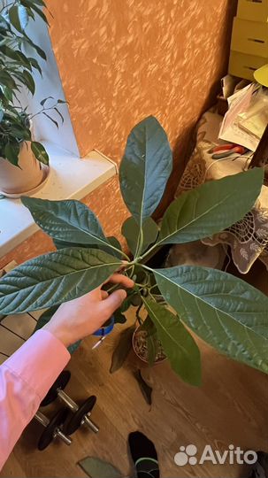 Авокадо дерево