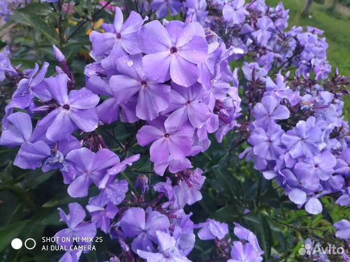 Флоксы сортовые, тысячелистник махровый