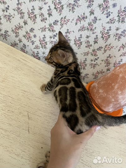 Бенгальский кот