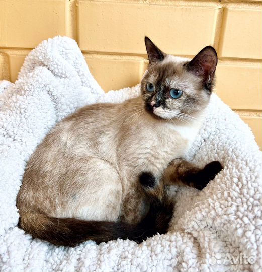 Кошка Тутси - очаровательная таечка в добрые руки