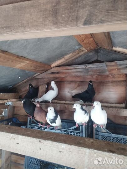 Продажа голубей