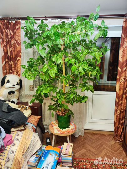 Гибискус китайская роза