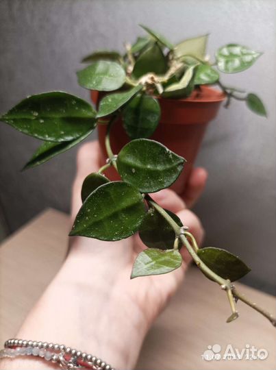 Хойи разные