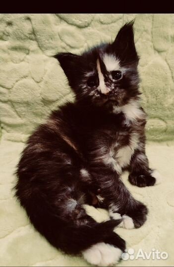 Мейн кун кунята и вязка