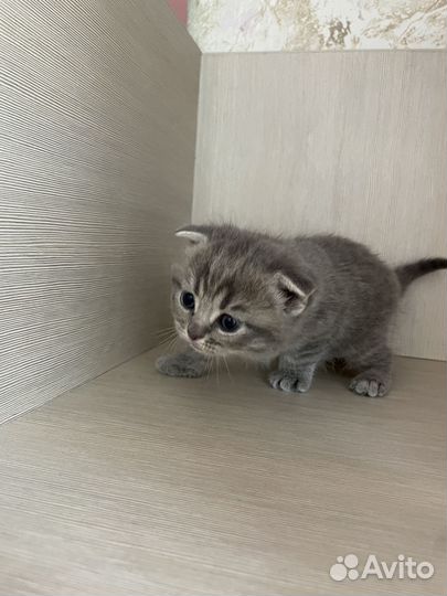 Шотландская вислоухая кошечка