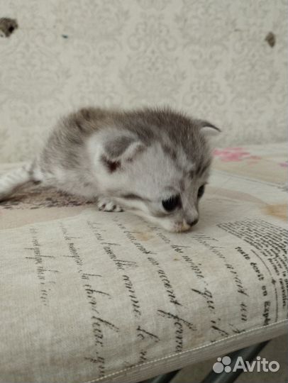Кошка в дар бесплатно