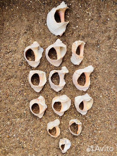 Морские ракушки