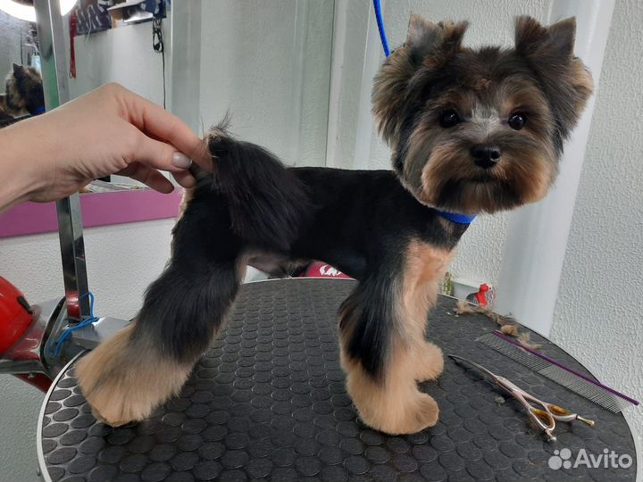 Грумер. Стрижка собак, кошек. чистка зубов-гигиена