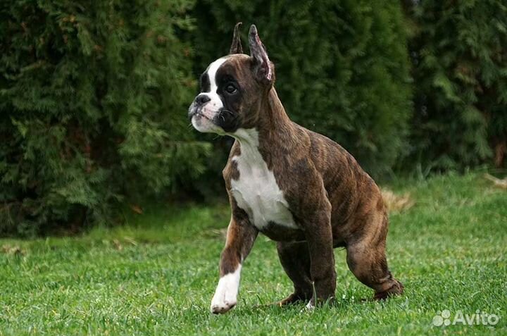 Щенок боксера. Девочка