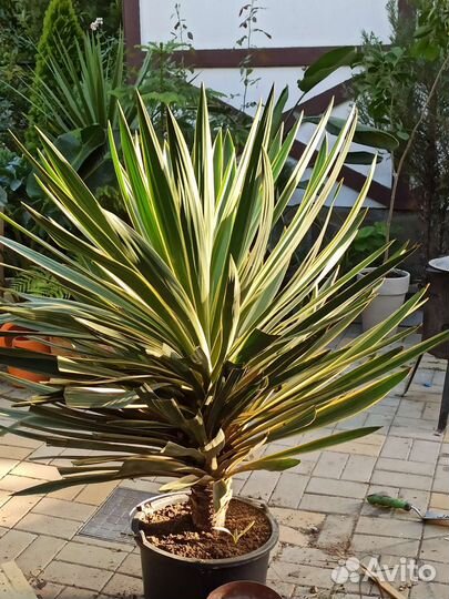 Юкка славная глориоза вариегатная