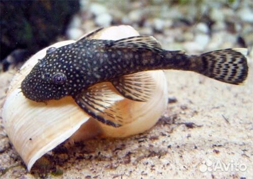 Анциструсы