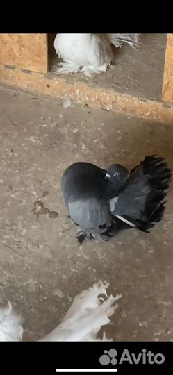 Статные голуби