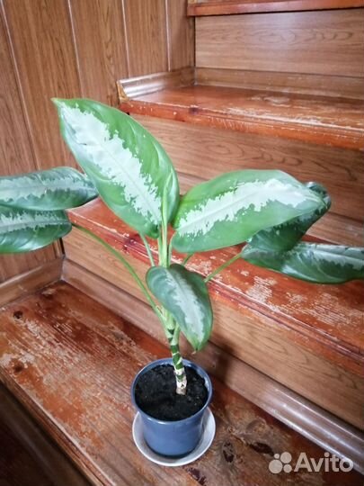 Аглаонема. Диффенбахия