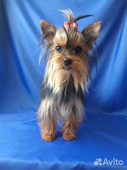 Мини мальчиЗайка