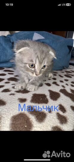 Шотландская