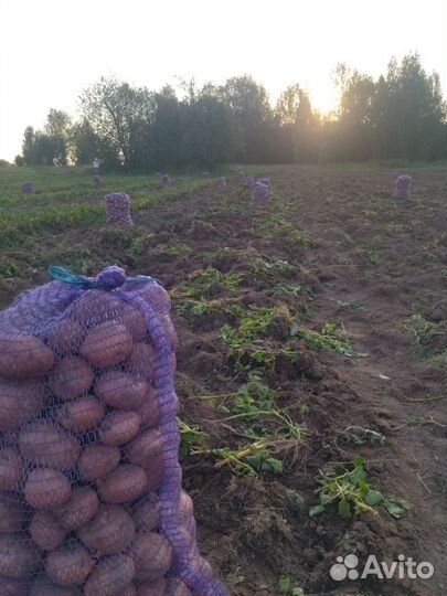 Продам свежий картофель