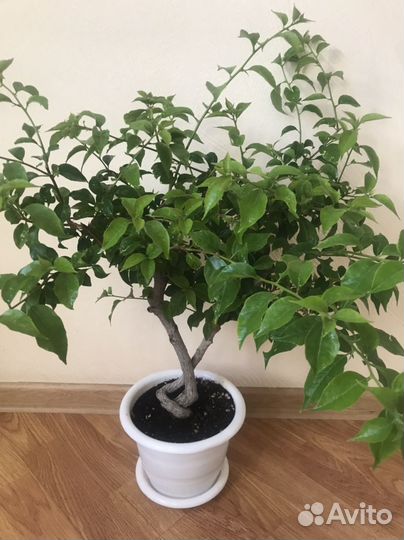 Бугенвиллея