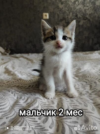 Котенок в добрые ручки