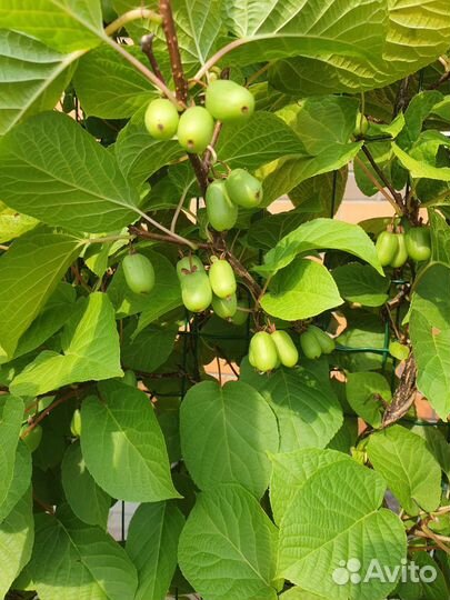 Актинидия коломикта Доктор Шимановский