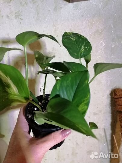 Эпипремнум. Сциндапсус золотистый