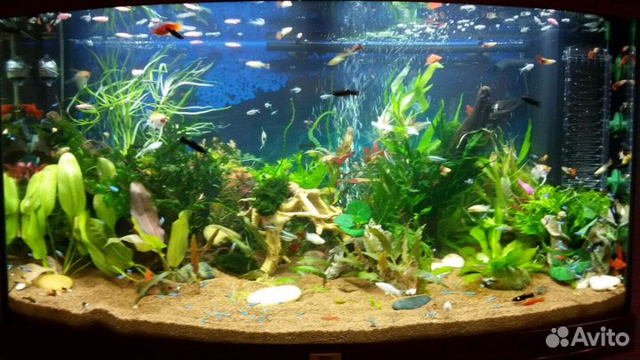 Аквариумы на заказ и обслуживание