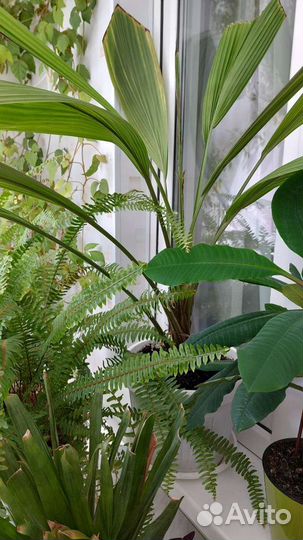 Комнатные растения цветы