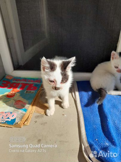 Котята отдам бесплатно