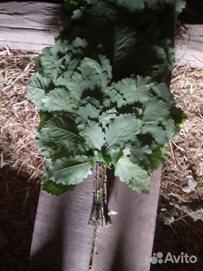 Продаю веники дубовые, черно клëн, липа