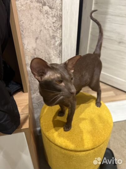 Ориентальная кошка