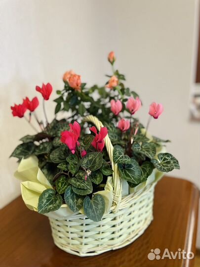 Композиции (букеты) из горшечных растений